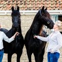 Eigenaar van MagnaFrisia Henk en Jeldau houden beiden paarden vast