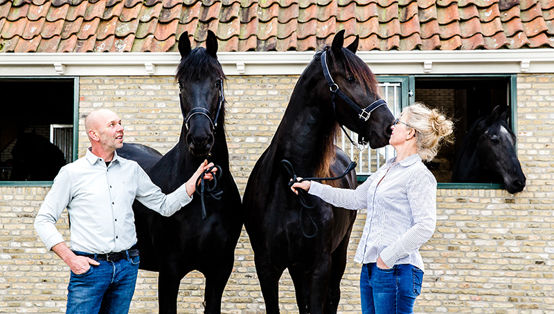 Eigenaar van MagnaFrisia Henk en Jeldau houden beiden paarden vast